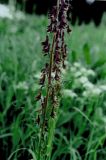 Aconitum bujbense