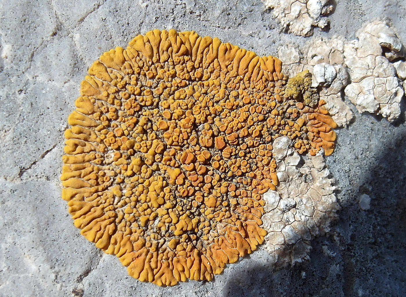 Image of Caloplaca scopularis specimen.