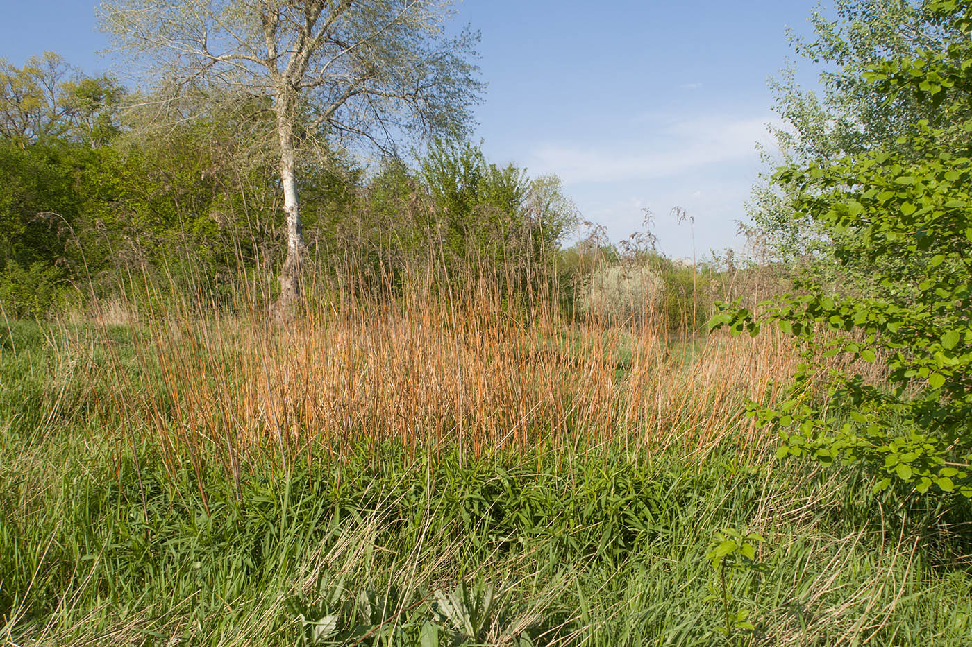 Image of genus Solidago specimen.