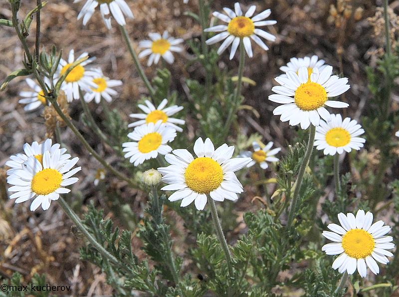 Image of Anthemis ruthenica specimen.