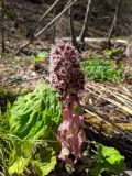 Petasites hybridus. Цветущее растение. Краснодарский край, г/о Сочи, Адлерский р-н, долина р. Мзымта чуть выше с. Эстосадок, опушка леса. 16.04.2022.