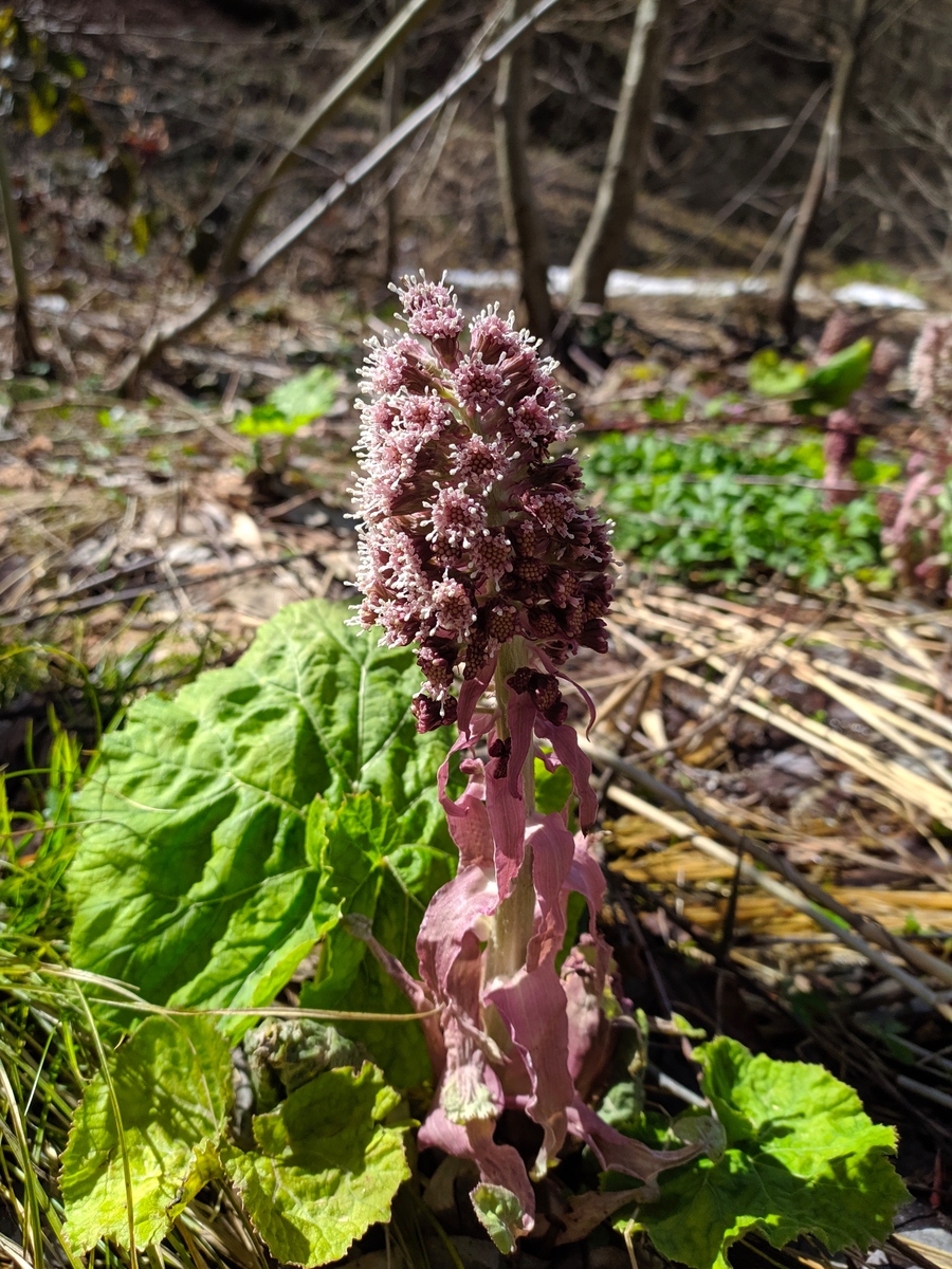 Изображение особи Petasites hybridus.