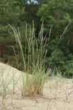 Festuca sabulosa