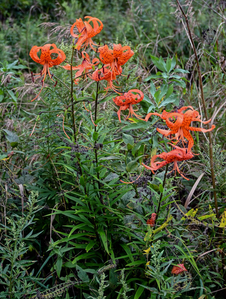 Image of Lilium lancifolium specimen.