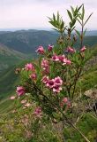 Weigela suavis