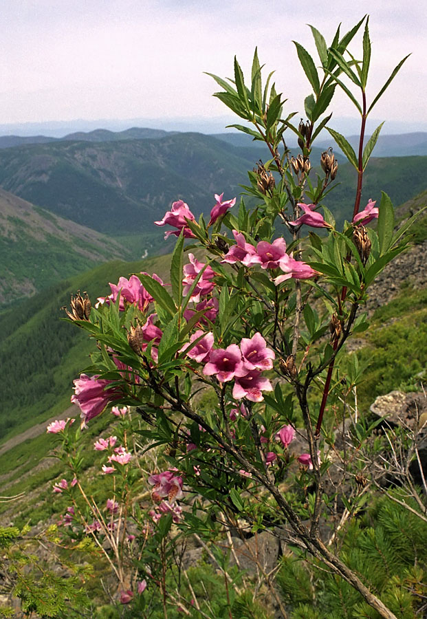 Изображение особи Weigela suavis.