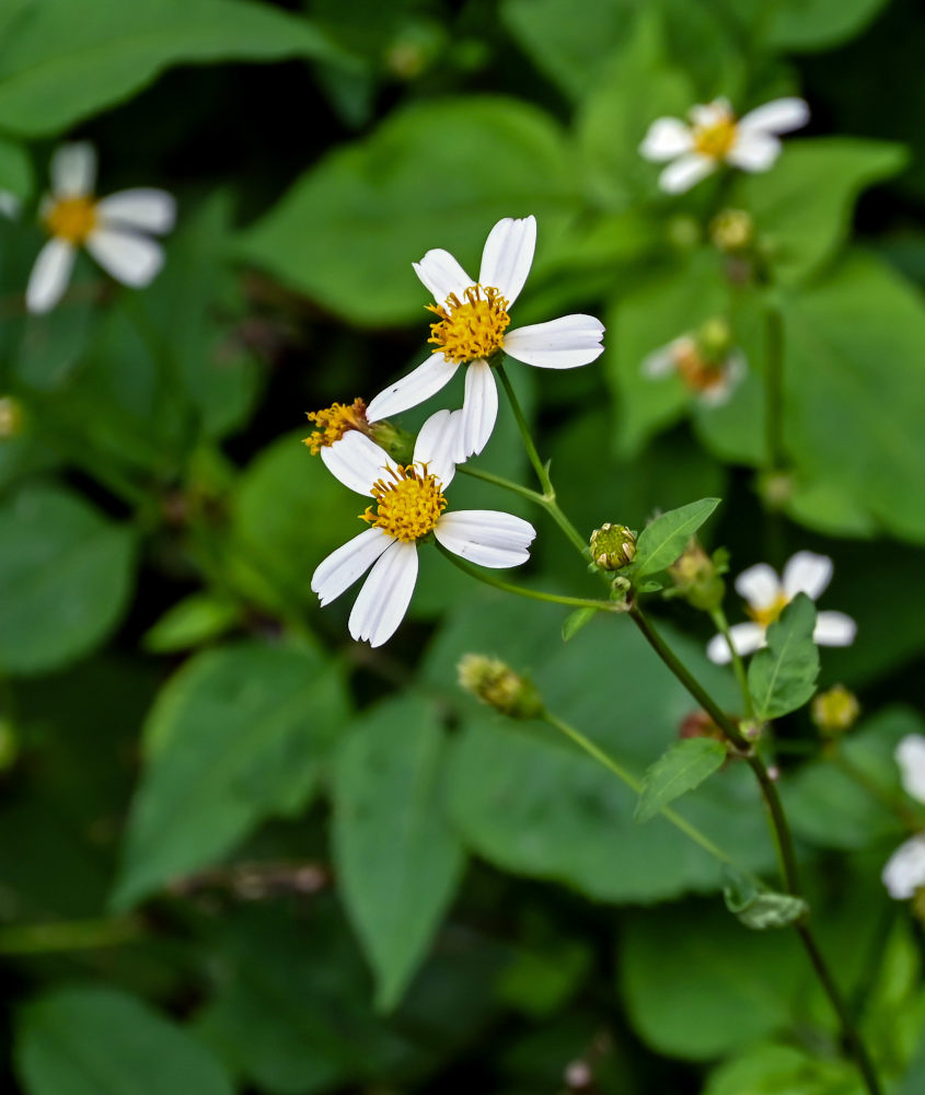 Image of Bidens pilosa specimen.