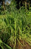 Allium caeruleum