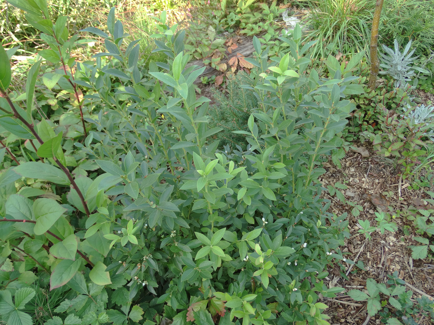 Изображение особи Vaccinium angustifolium.