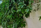 Parthenocissus inserta