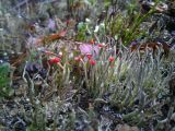Cladonia macilenta