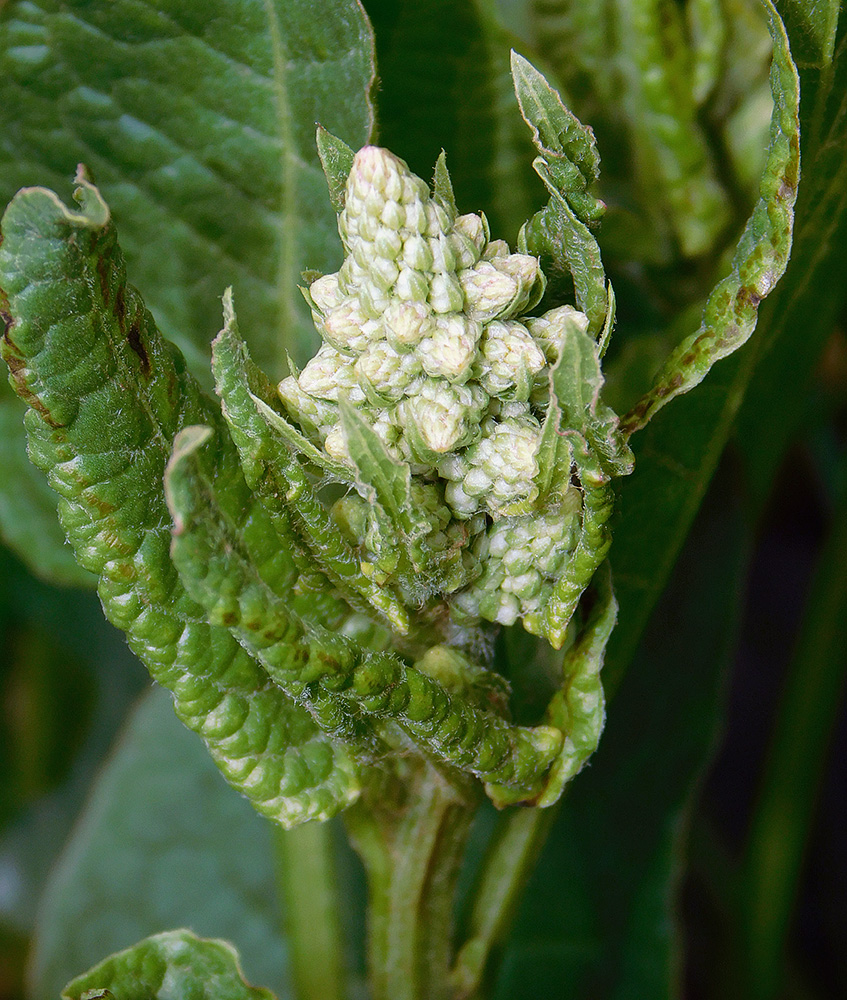 Image of Beta trigyna specimen.