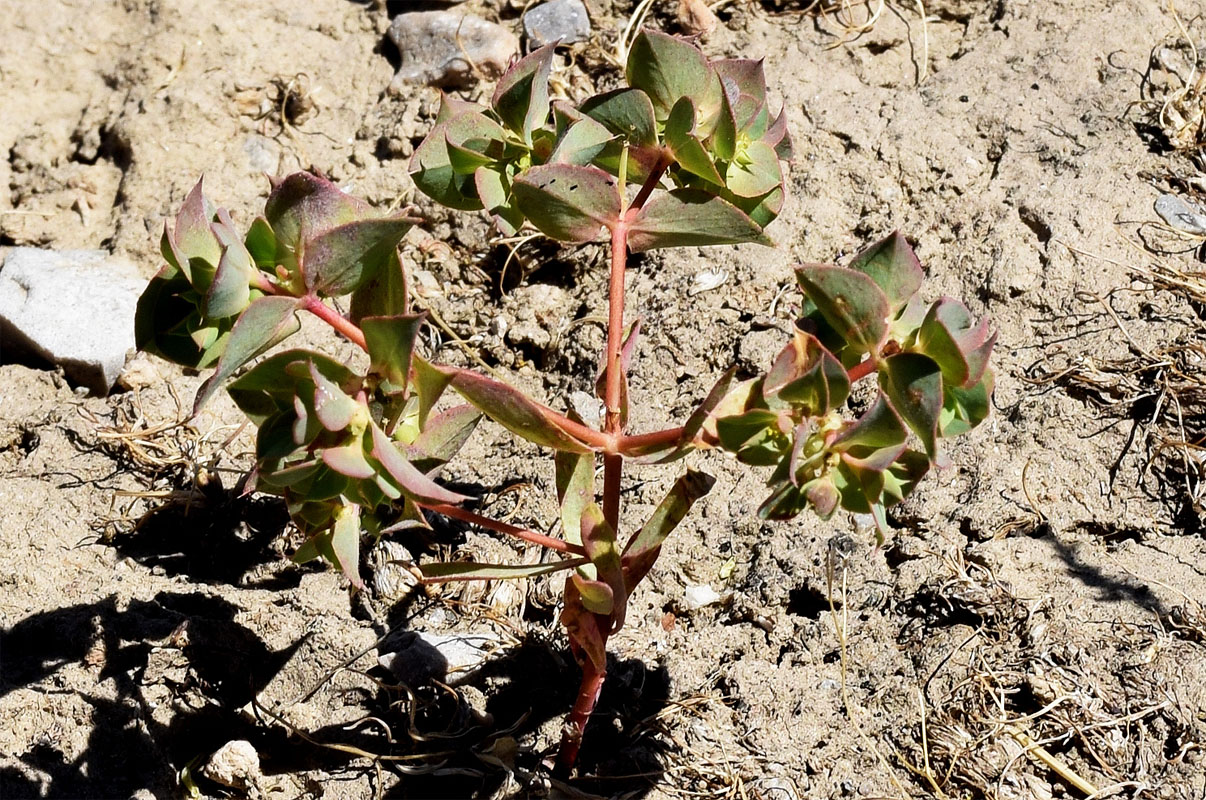 Изображение особи Euphorbia falcata.