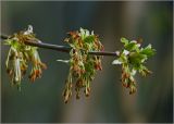 Acer negundo