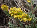 Corydalis speciosa. Соцветие. Хабаровский край, окр. г. Комсомольск-на-Амуре, железнодорожная насыпь. 29.04.2025.