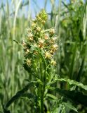 Reseda inodora