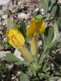 Chamaecytisus polytrichus