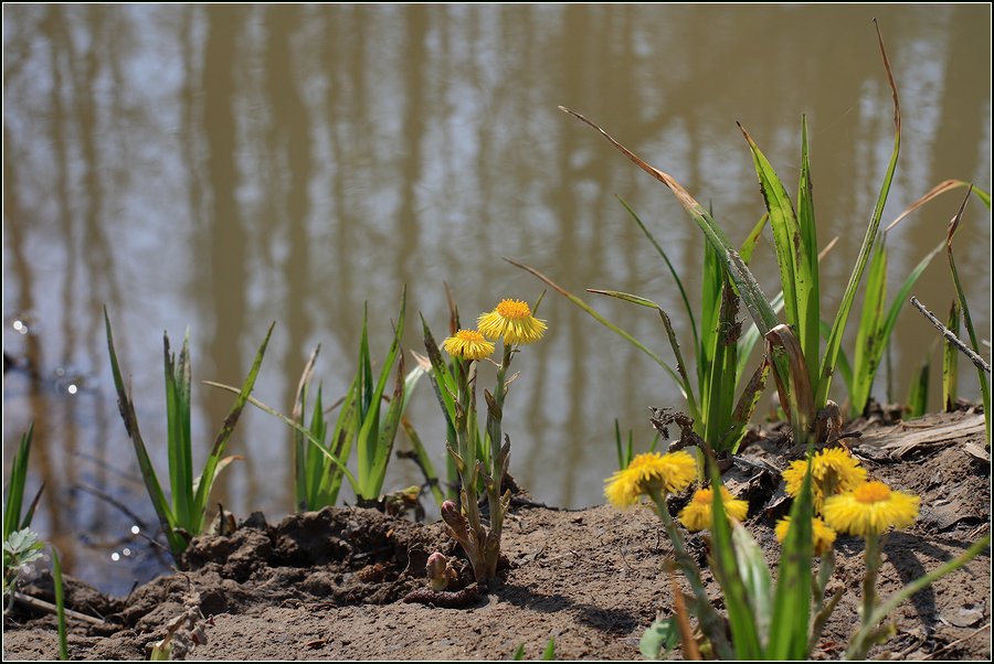 Изображение особи Tussilago farfara.