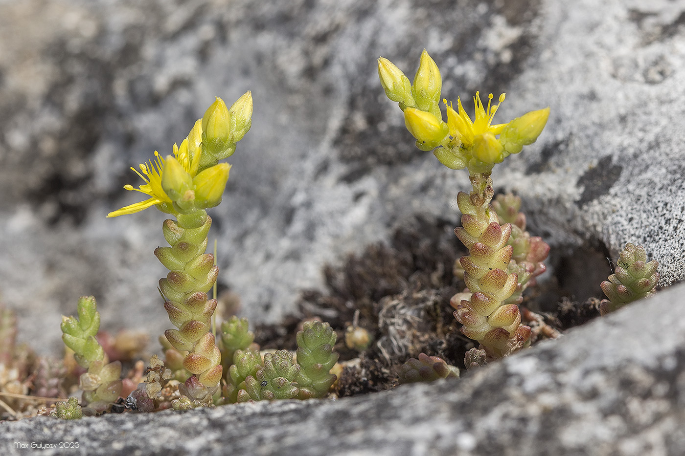 Изображение особи Sedum acre.