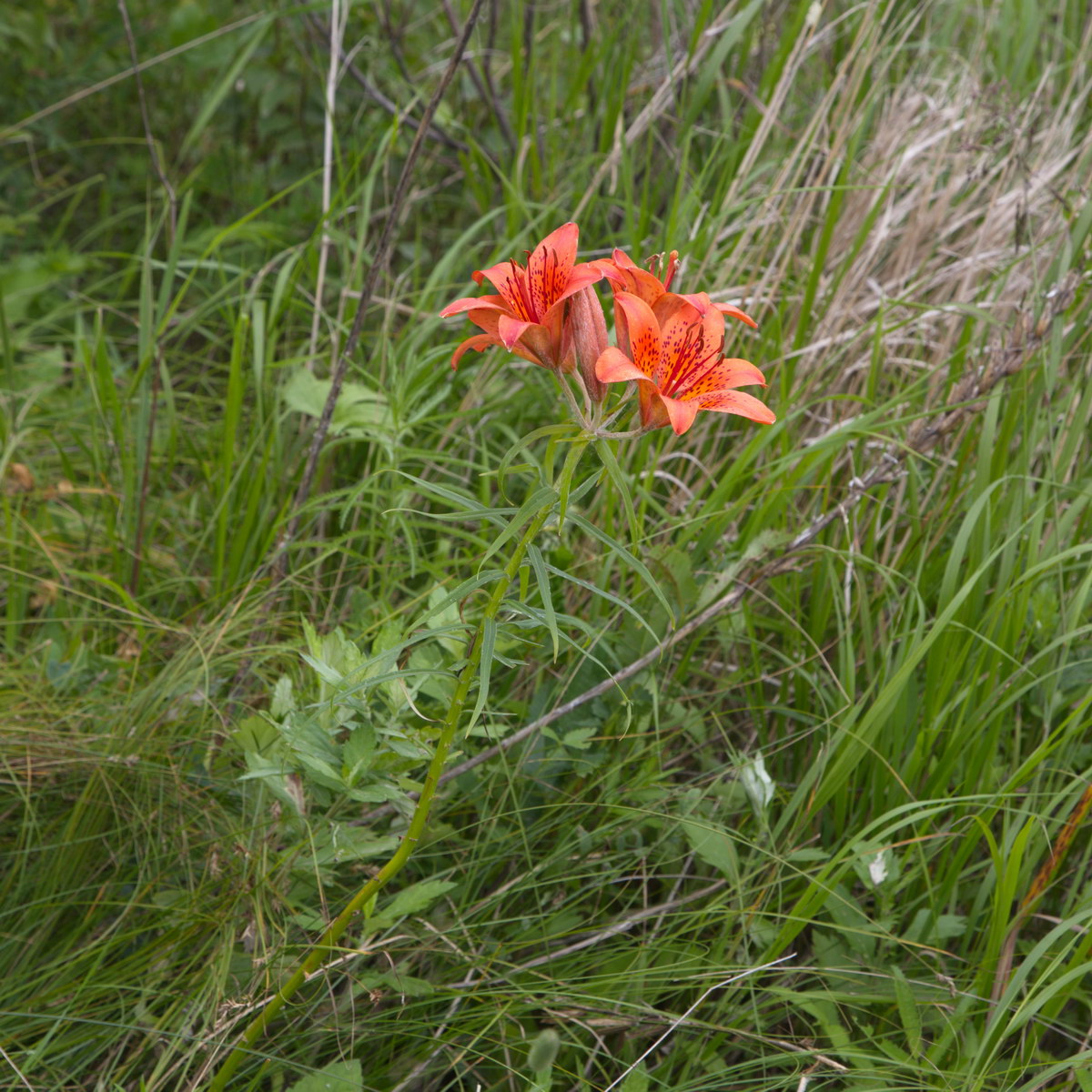 Image of Lilium pensylvanicum specimen.