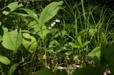 Convallaria keiskei