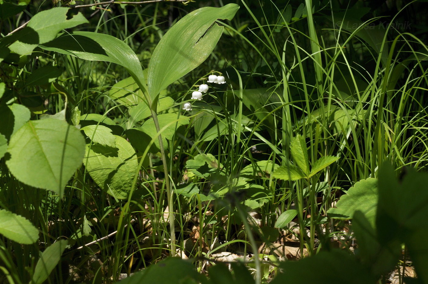 Image of Convallaria keiskei specimen.