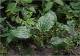 Plantago major
