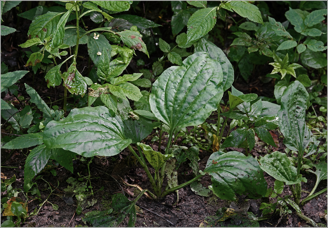 Image of Plantago major specimen.