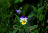Viola wittrockiana