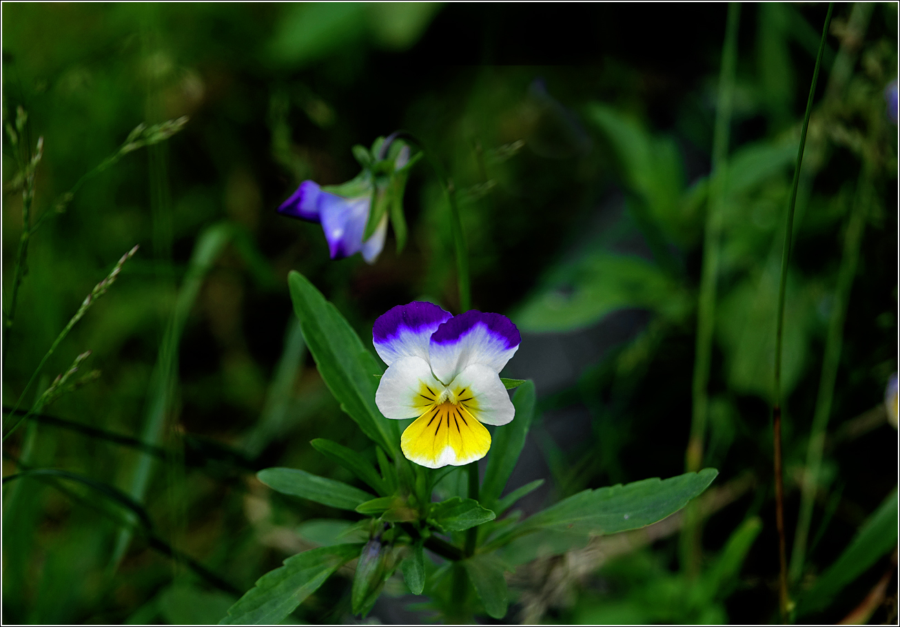 Изображение особи Viola wittrockiana.