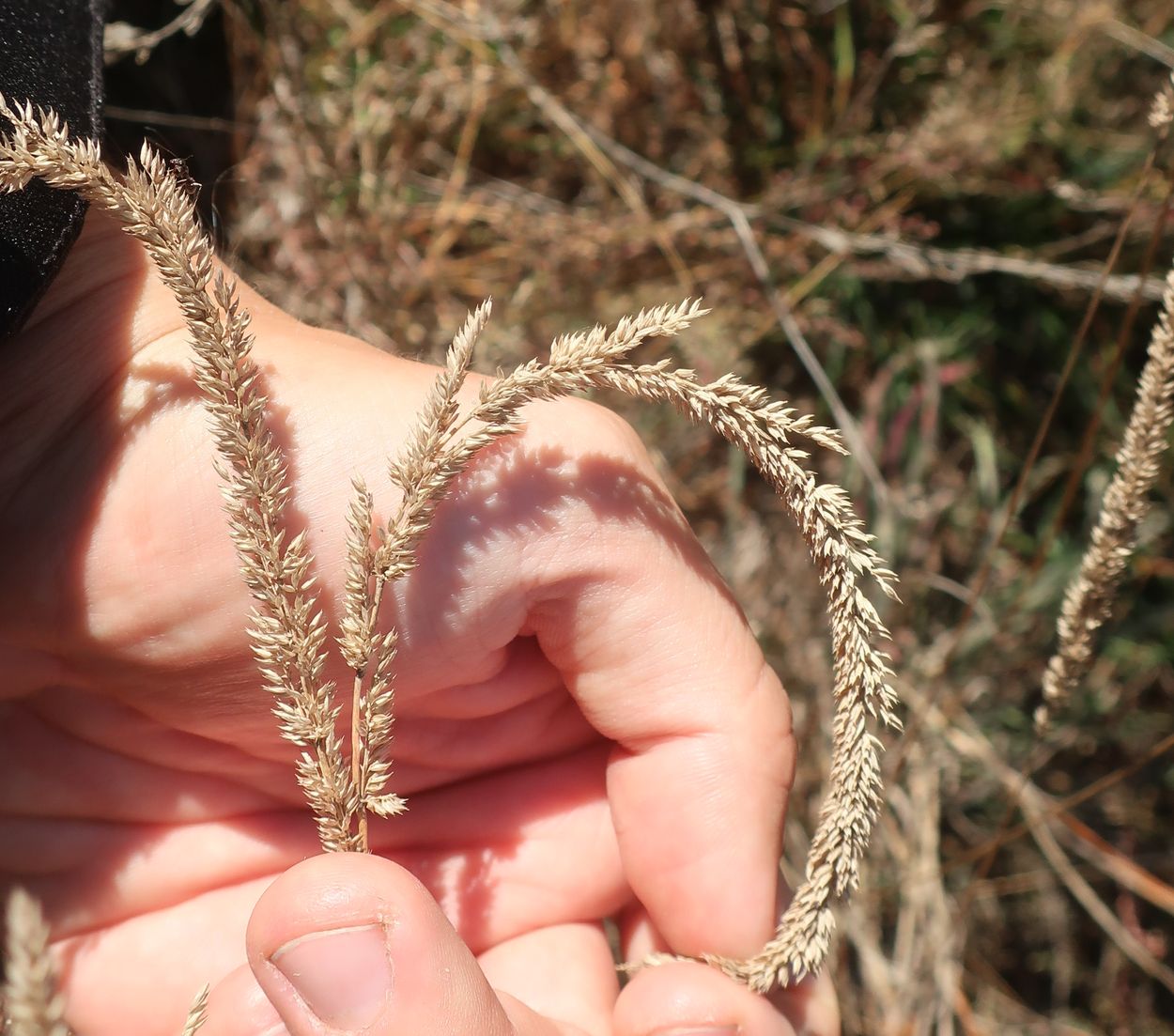 Изображение особи Phleum phleoides.