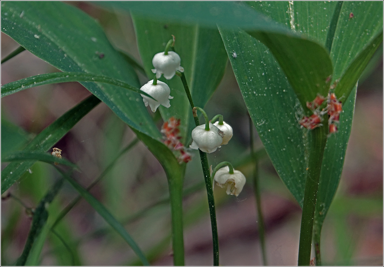 Изображение особи Convallaria majalis.