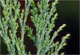 Chamaecyparis lawsoniana