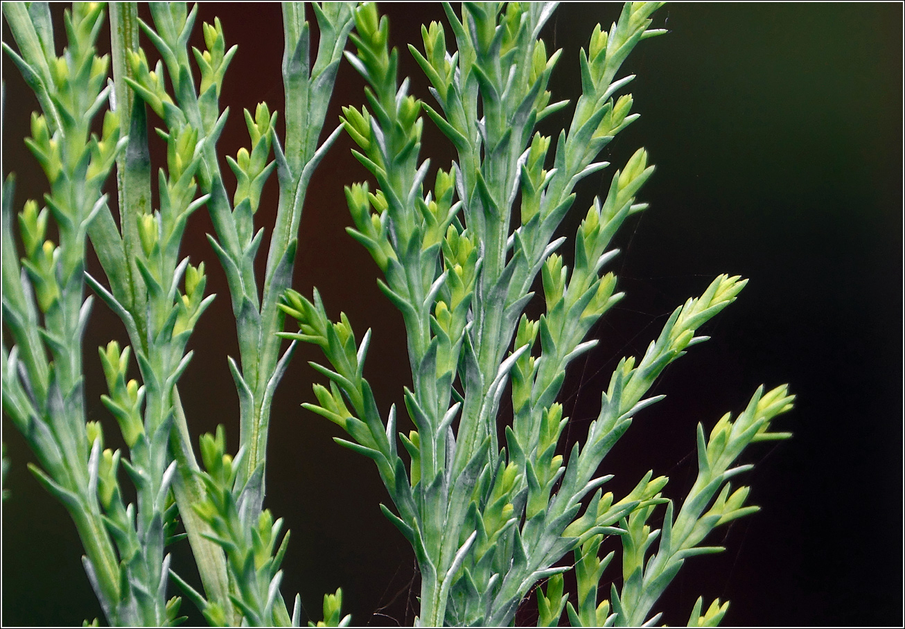 Изображение особи Chamaecyparis lawsoniana.