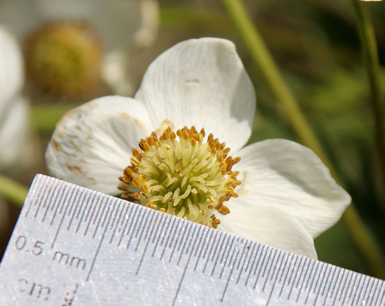 Image of Anemonastrum fasciculatum specimen.