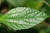 Acalypha australis