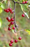 Malus baccata