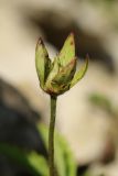 Potentilla reptans. Плод. Псковская обл., Псковский р-н, окр. погоста Выбуты, берег р. Великая, на известняке у подошвы обрыва. 02.08.2025.