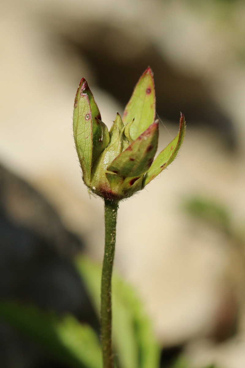 Image of Potentilla reptans specimen.