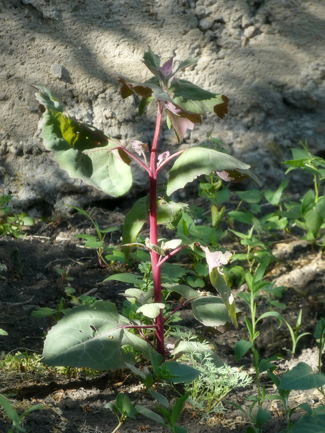 Image of Atriplex hortensis specimen.