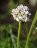 Armeria maritima. Соцветие. Пермь, Ленинский р-н, городская эспланада. 1 сентября 2024 г.