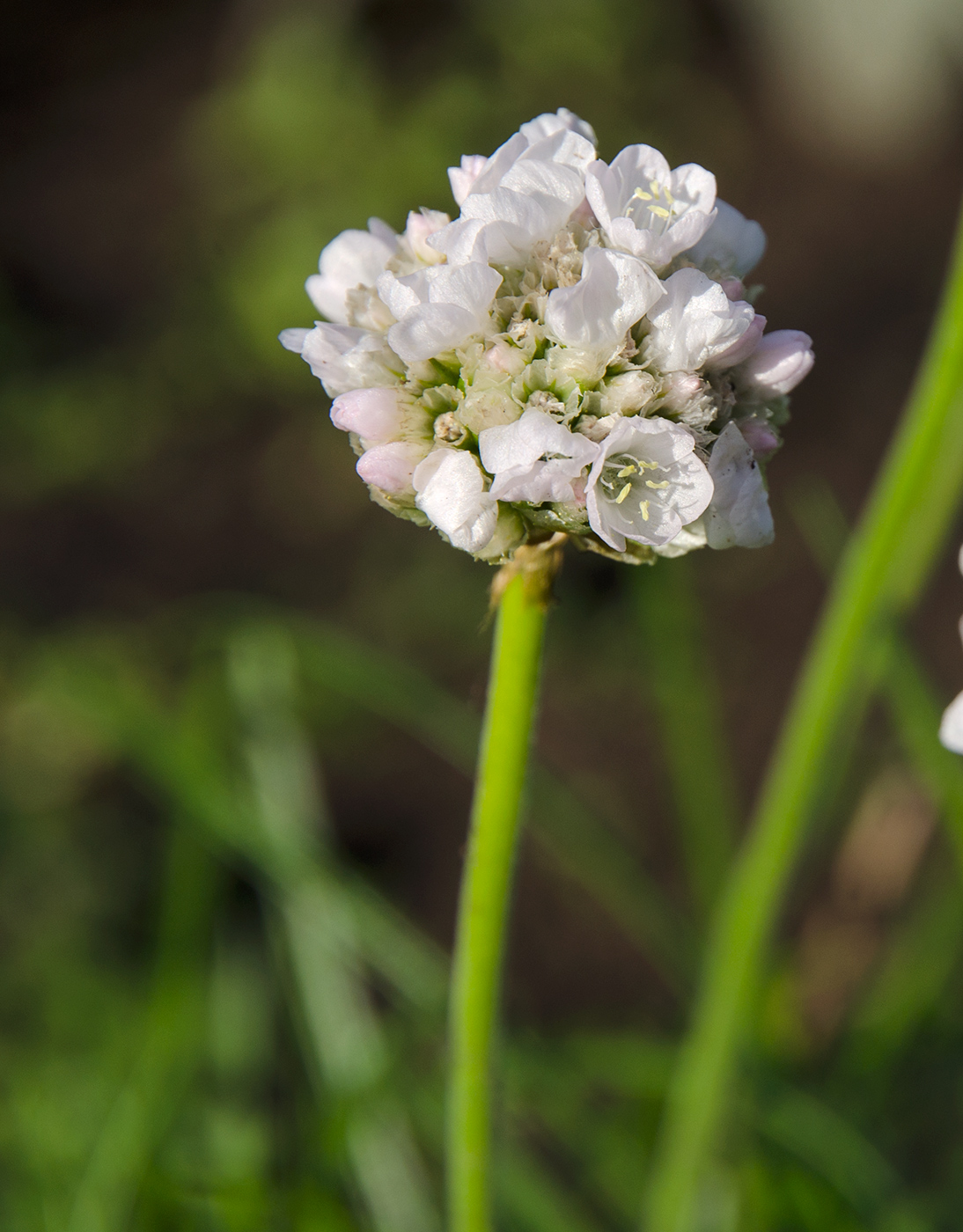 Изображение особи Armeria maritima.