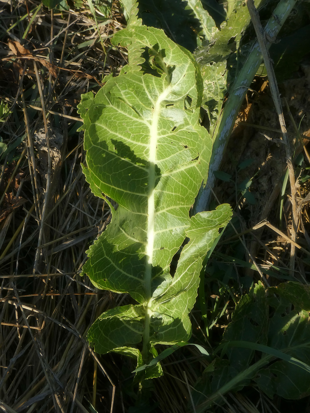 Image of Armoracia rusticana specimen.
