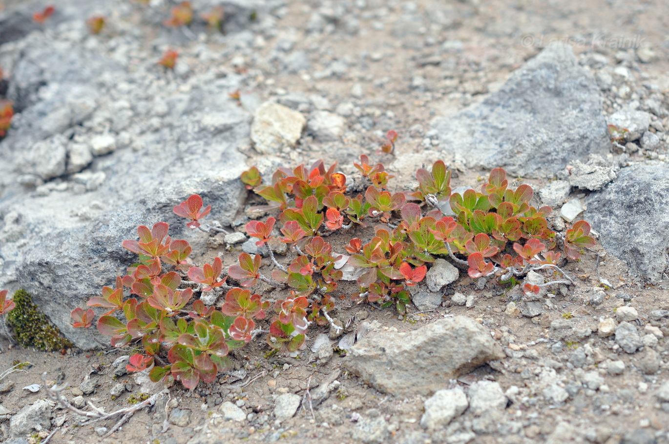 Image of Rhododendron camtschaticum specimen.