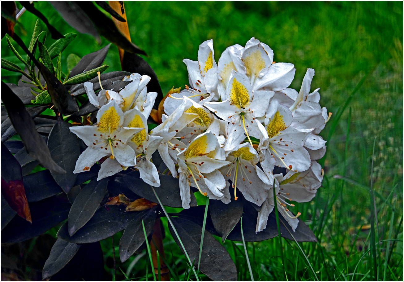 Image of genus Rhododendron specimen.