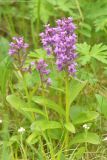 Dactylorhiza aristata. Цветущее растение. Камчатский край, Елизовский р-н, р-н 210-го км Мильковской трассы, дол. р. Быстрая, ур. Ганальская тундра, ≈ 500 м н.у.м., кустарничковая тундра. 29.06.2025.