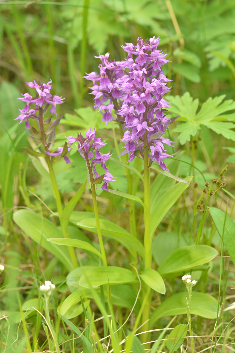 Изображение особи Dactylorhiza aristata.