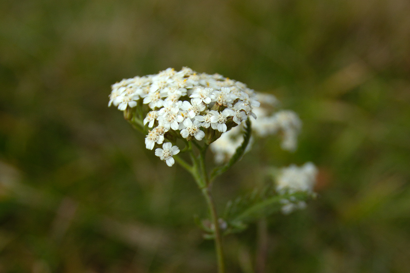 Image of genus Achillea specimen.
