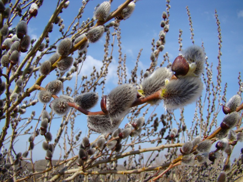 Image of Salix caprea specimen.