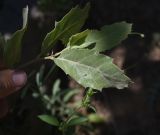 unknown species. Лист. Турция, ил Хаккяри, окр. ур. Кёпрюлю, выс. 1000 м н.у.м., роща. 25 мая 2025 г.